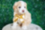 Thumbnail: Duncan (Maltipoo) Adopted