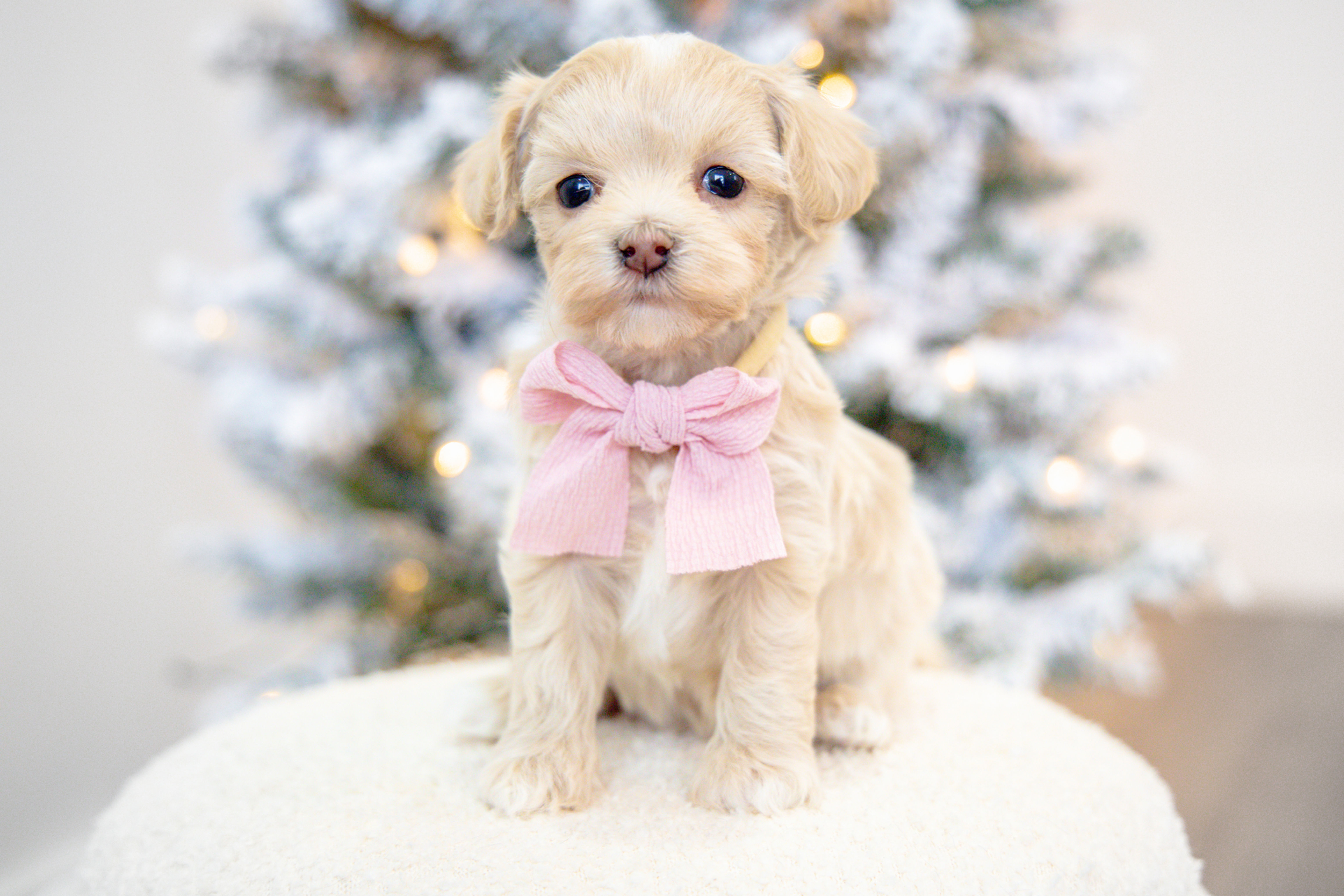 Hazel (Maltipoo) Adopted