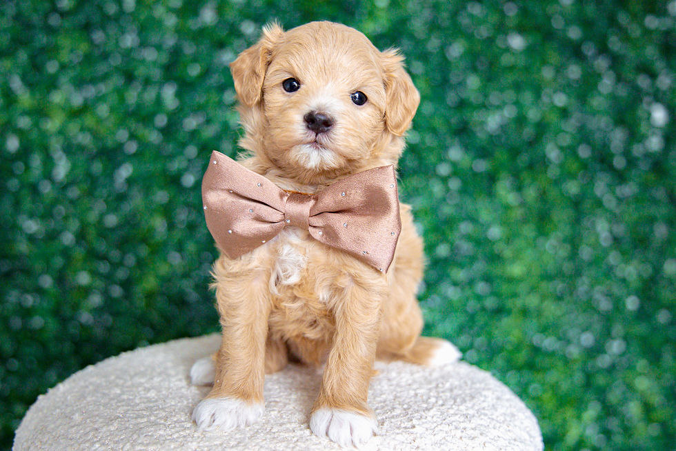 Thumbnail: Denny (Maltipoo) Adopted