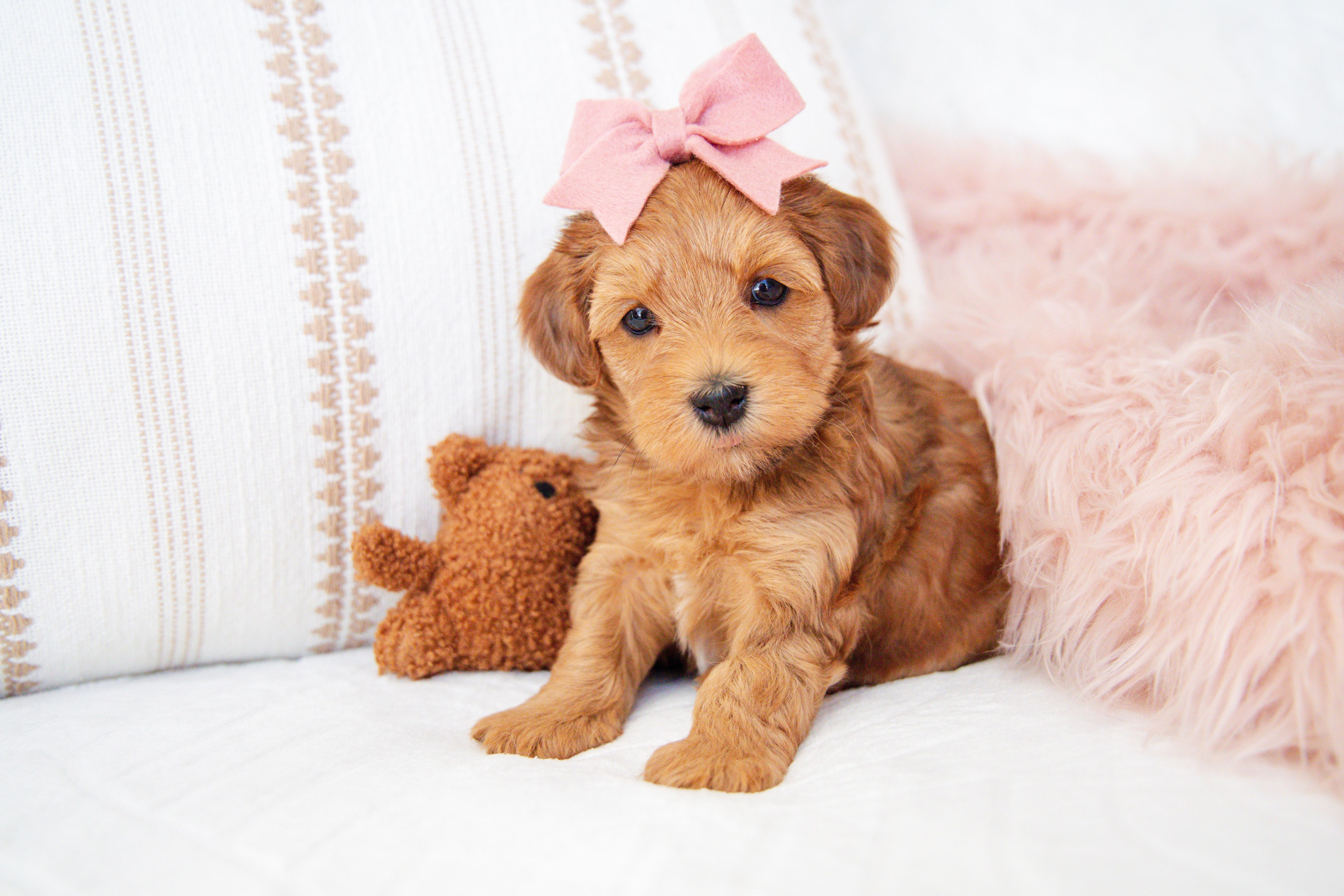 Sammy (Havapoo) Adopted