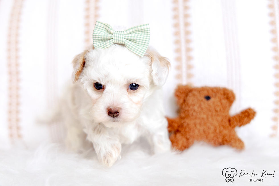 Thumbnail: Phil (Maltipoo) Available