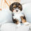 Thumbnail: West (Havanese) Adopted