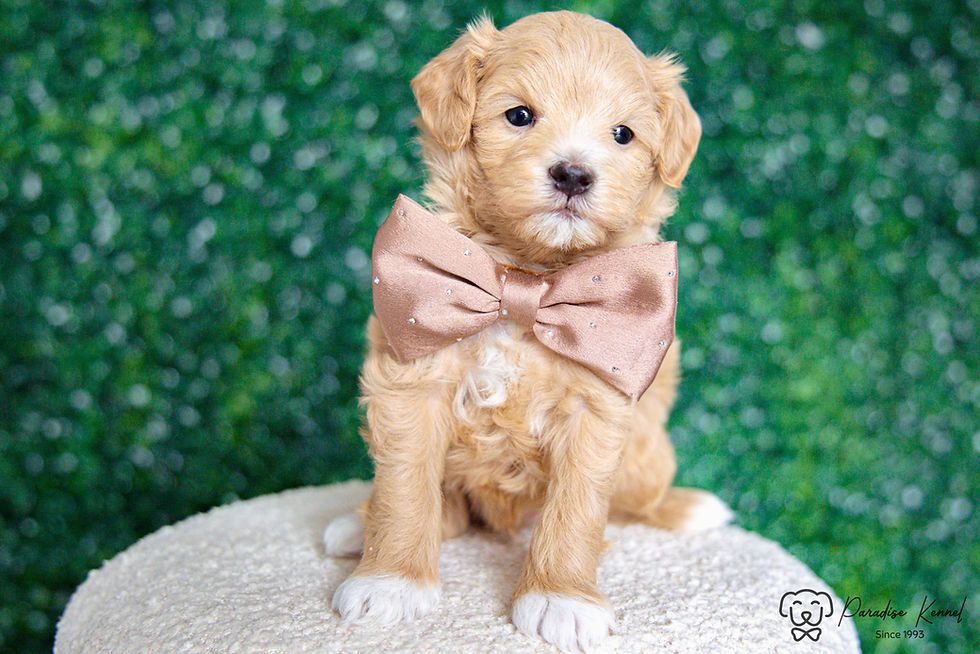 Thumbnail: Denny (Maltipoo) Adopted