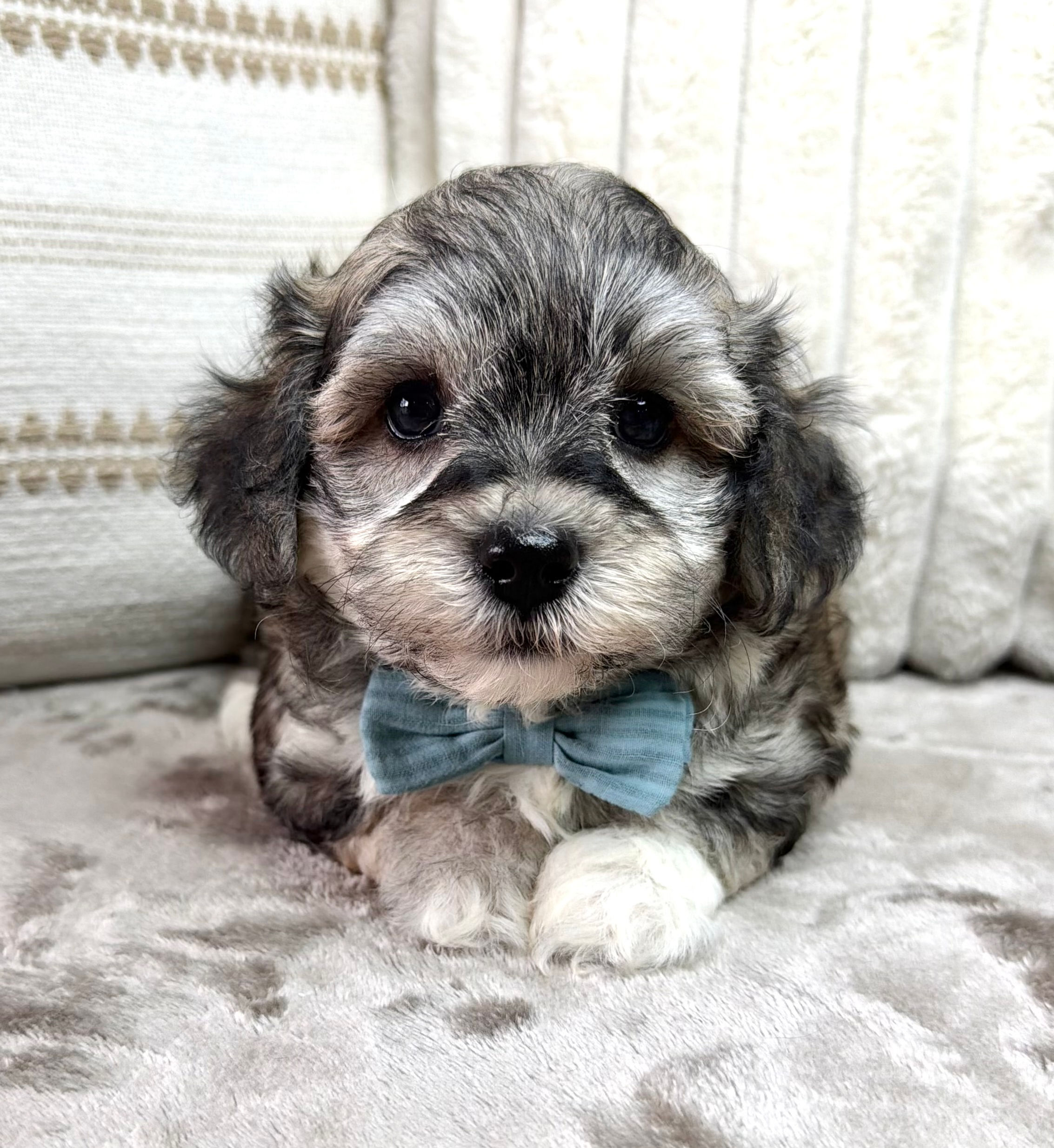 Koda (Havapoo)Adopted by Ryan Kempter (QC)