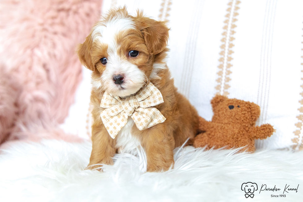 Thumbnail: Niko (Maltipoo) Adopted by Tori Farkas BC