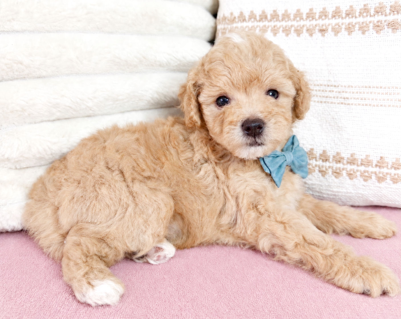 Preston (Maltipoo) Adopted by Nandakumar Bhojan (NB)