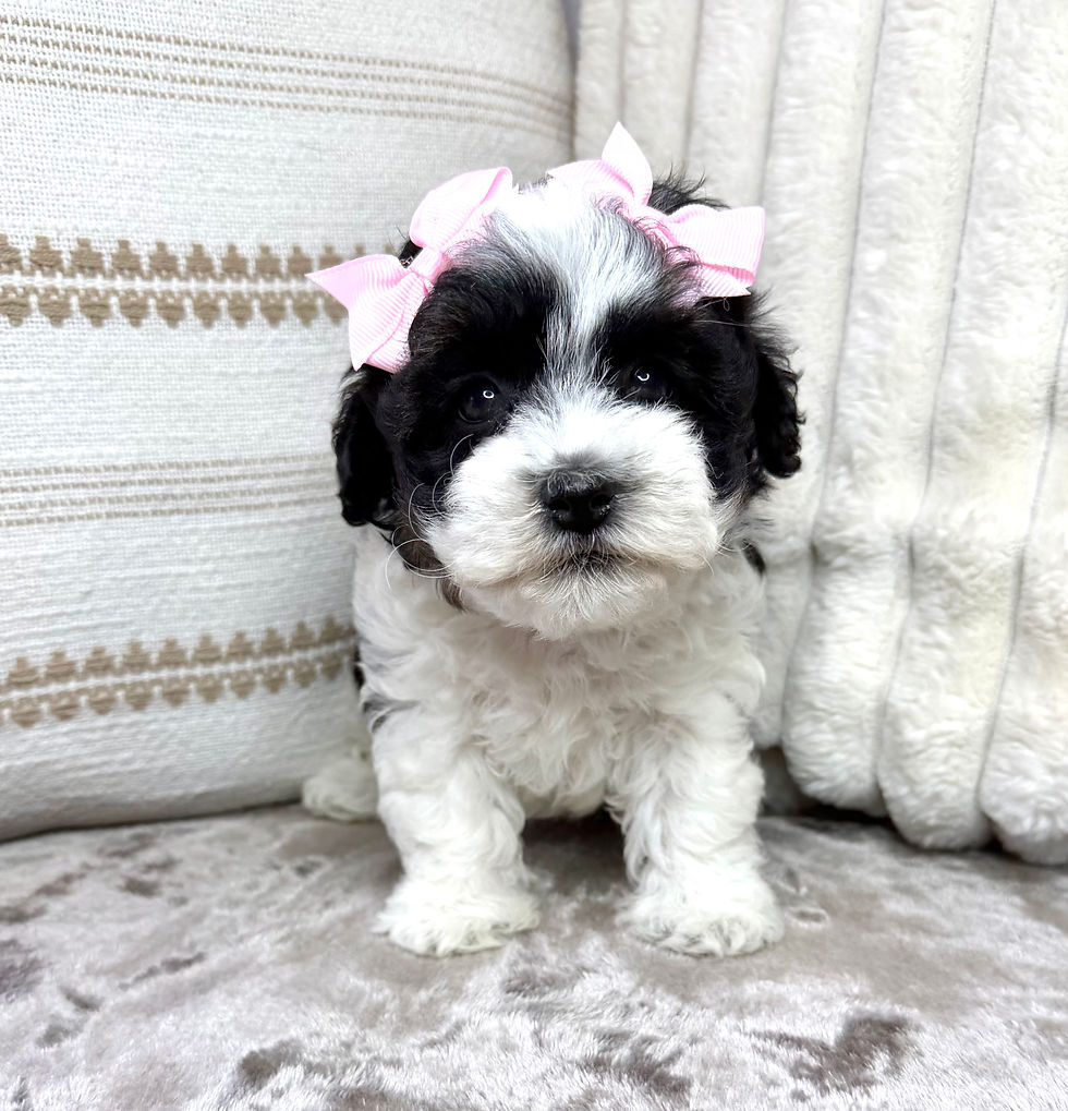 Thumbnail: Flora (Havapoo) Adopted by Phyllis Daigle