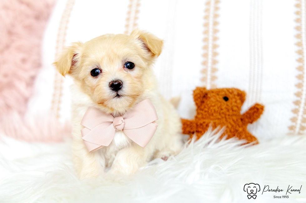 Thumbnail: Nova (Maltipoo) Adopted by Craig Alexander ON