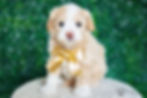 Thumbnail: Duncan (Maltipoo) Adopted
