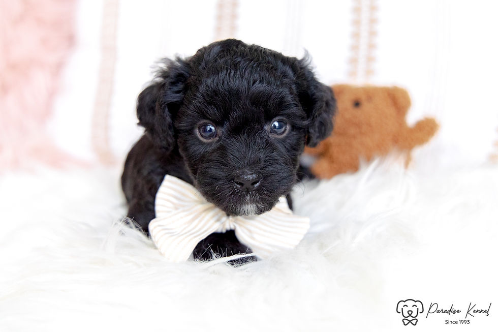 Thumbnail: Ozzy (Havanese) Adopted by Amanda Samson NL