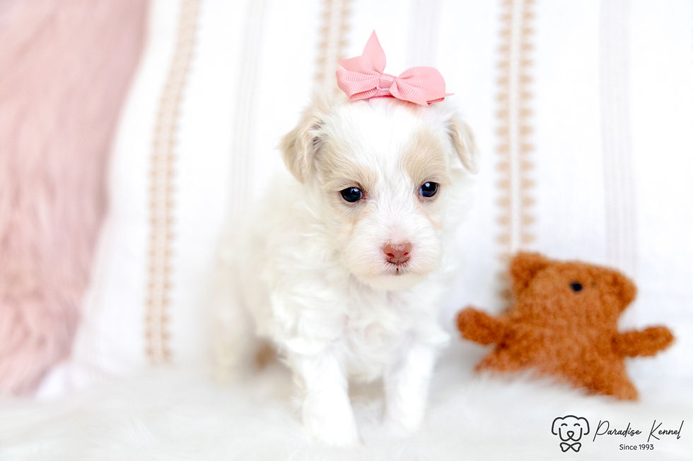 Thumbnail: Penny (Maltipoo) Available