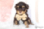 Thumbnail: Lenny (Havapoo) Available