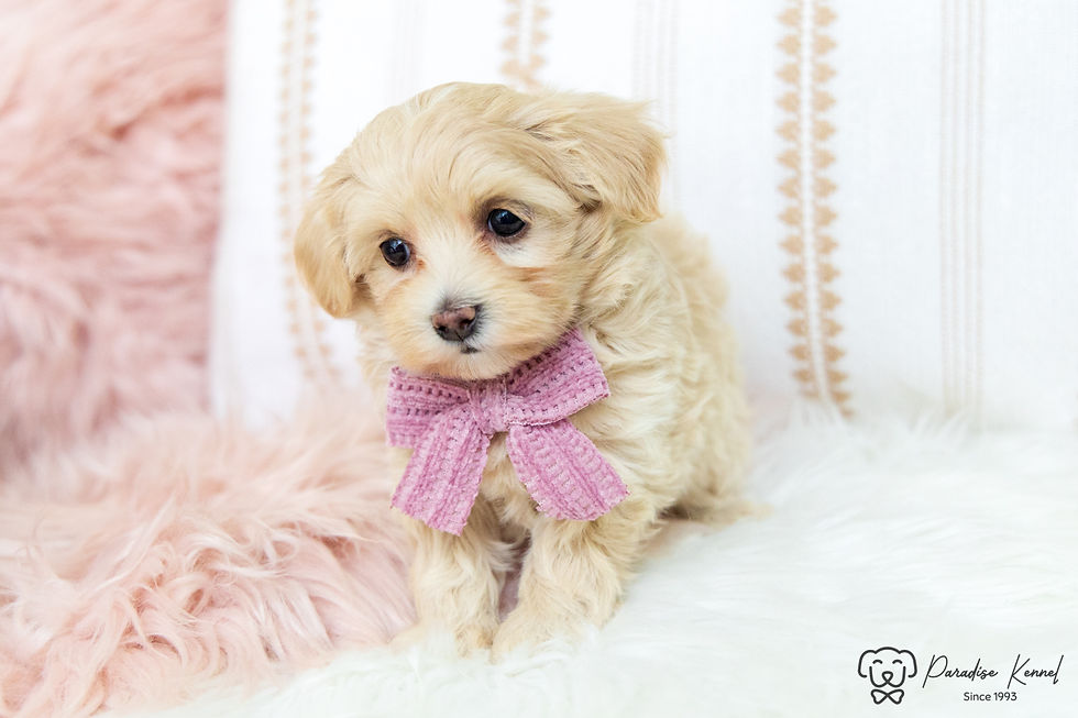 Thumbnail: Romi (Maltipoo) Available
