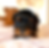 Thumbnail: Buddy (Havanese) Adopted by Annimae Hefferton (NL)