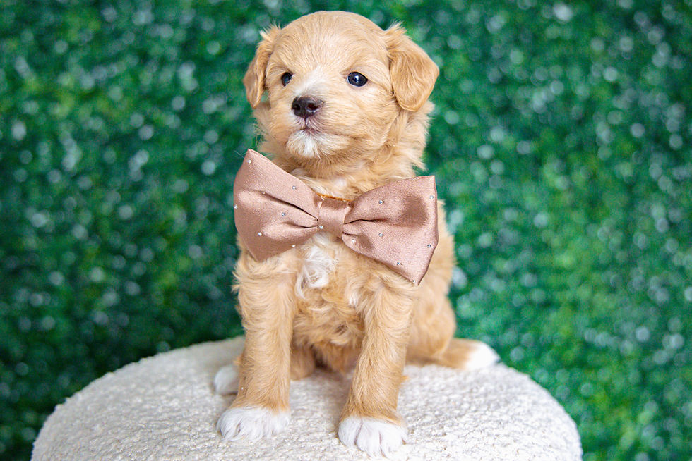 Thumbnail: Denny (Maltipoo) Adopted