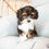 Thumbnail: West (Havanese) Adopted