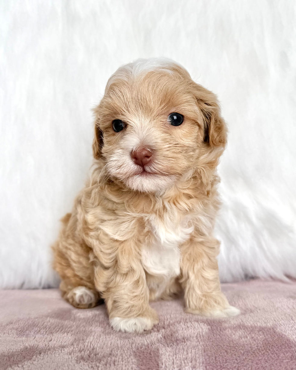 Thumbnail: Alice (Maltipoo) Sharon Ribi Olad (NS)
