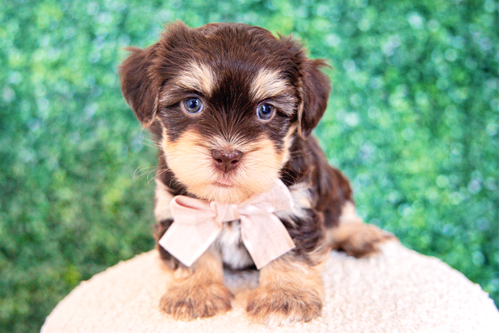 Edith (Havanese) Adopted