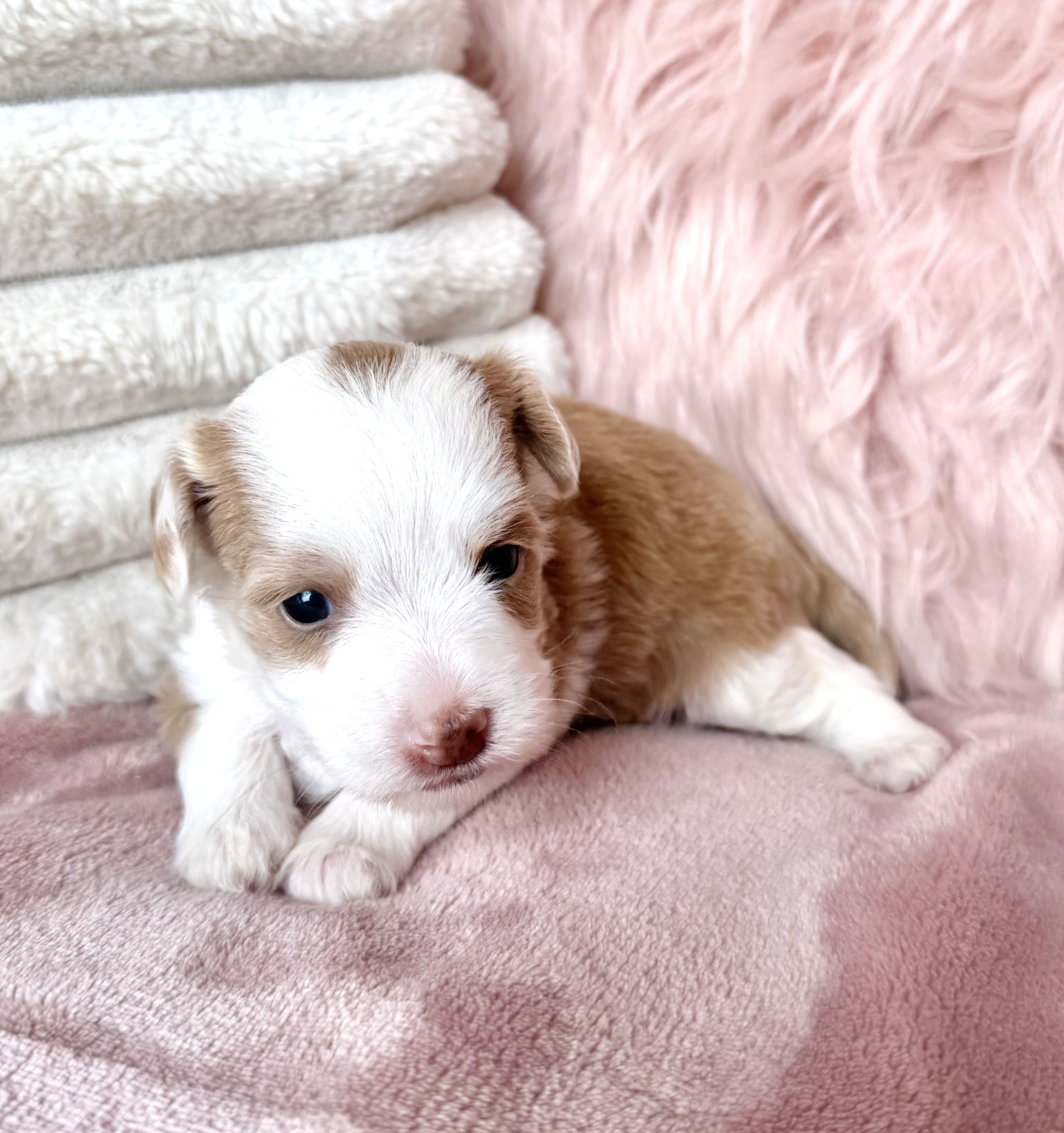 Candy (Havapoo) Available