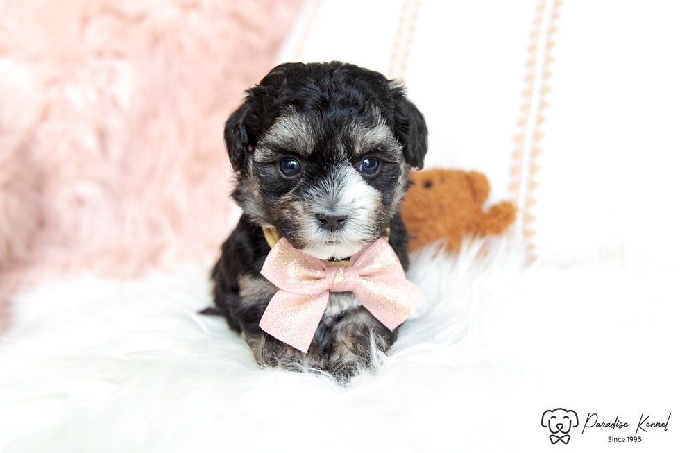 Thumbnail: Olive (Havanese) Adopted by Pamela Dalrymple NS