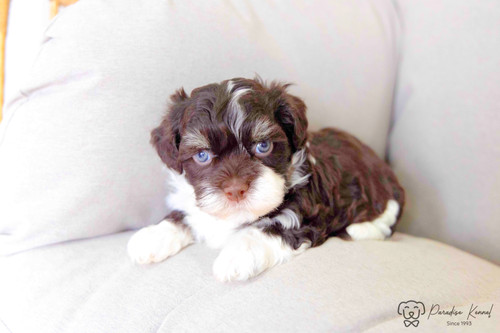 Havanese Colors Chocolate Havanese With Blue Eyes Ozzy (Havanese