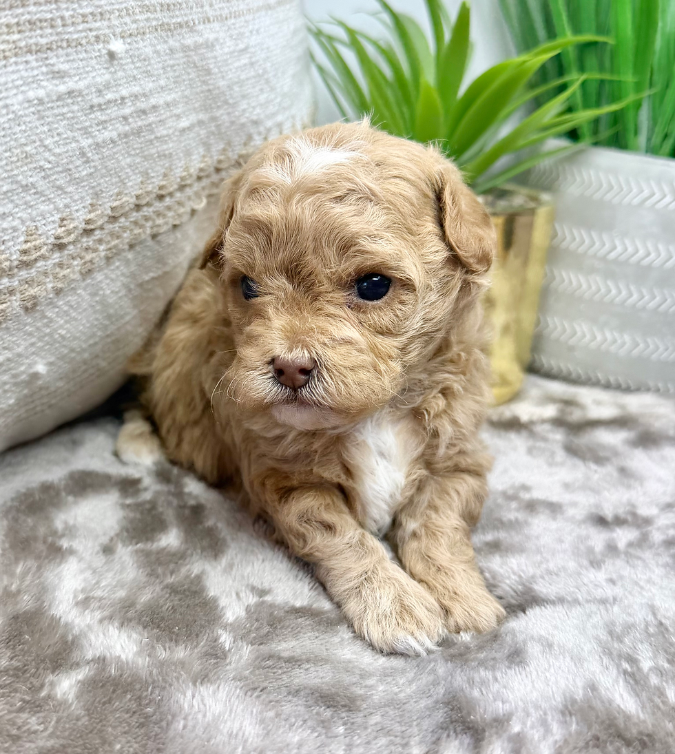 Thumbnail: Maple (Maltipoo) Adopted by Courtney Squires