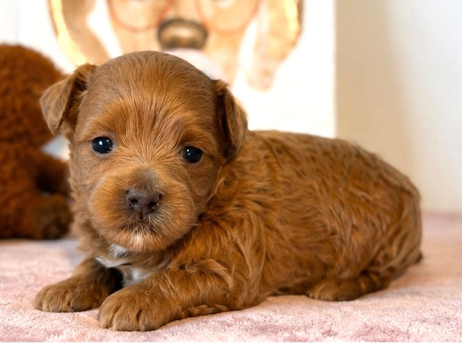 Thumbnail: Allie (Maltipoo) Available