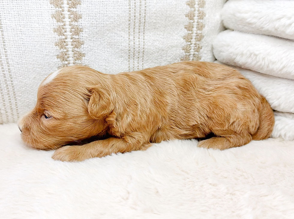 Thumbnail: Preston (Maltipoo) Adopted by Nandakumar Bhojan (NB)