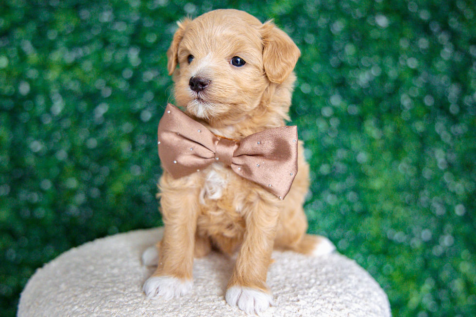 Thumbnail: Denny (Maltipoo) Adopted