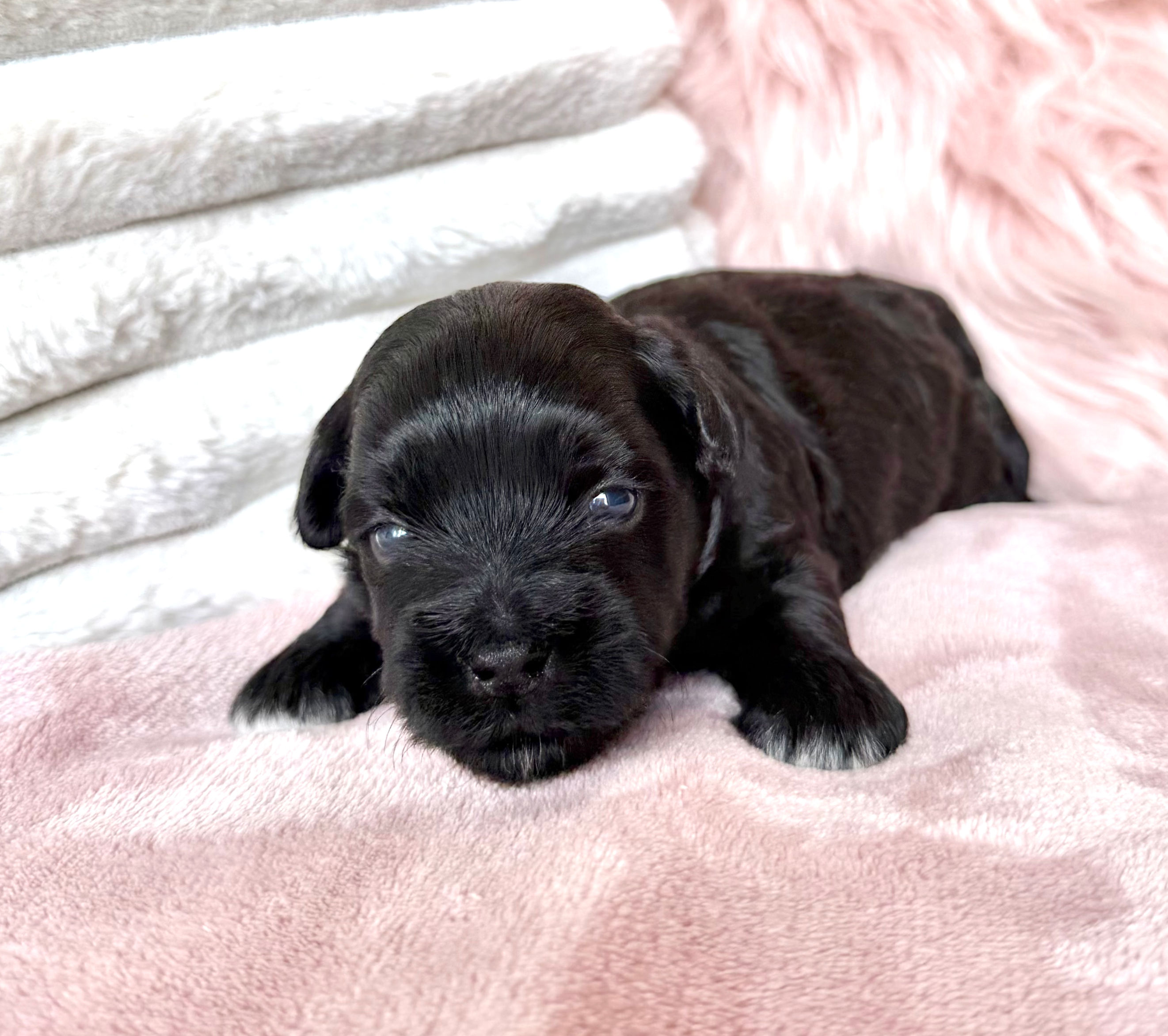 Elliot (Havanese) Available