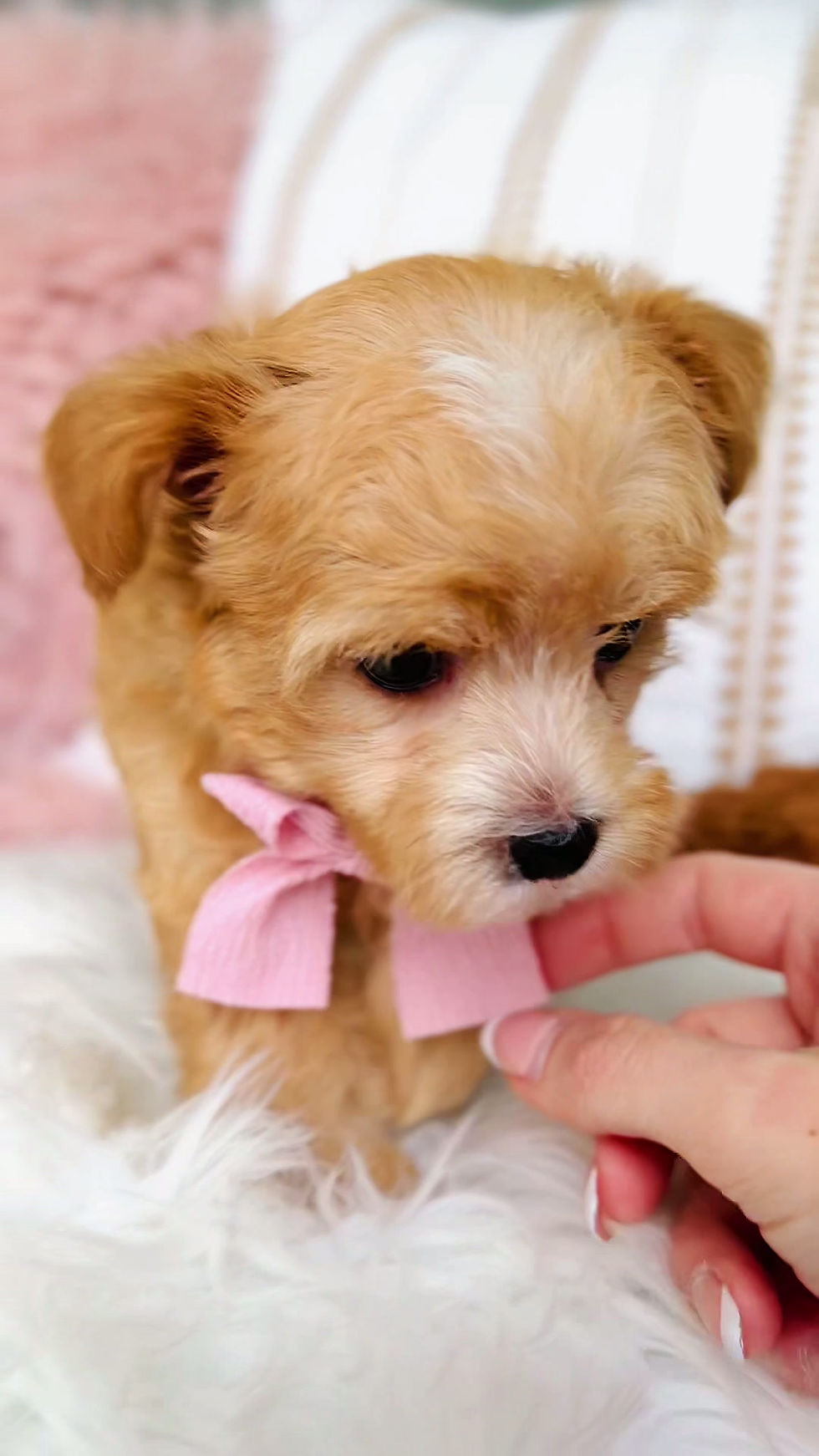 Thumbnail: Nala (Maltipoo) Adopted by Courtney Chahal ON