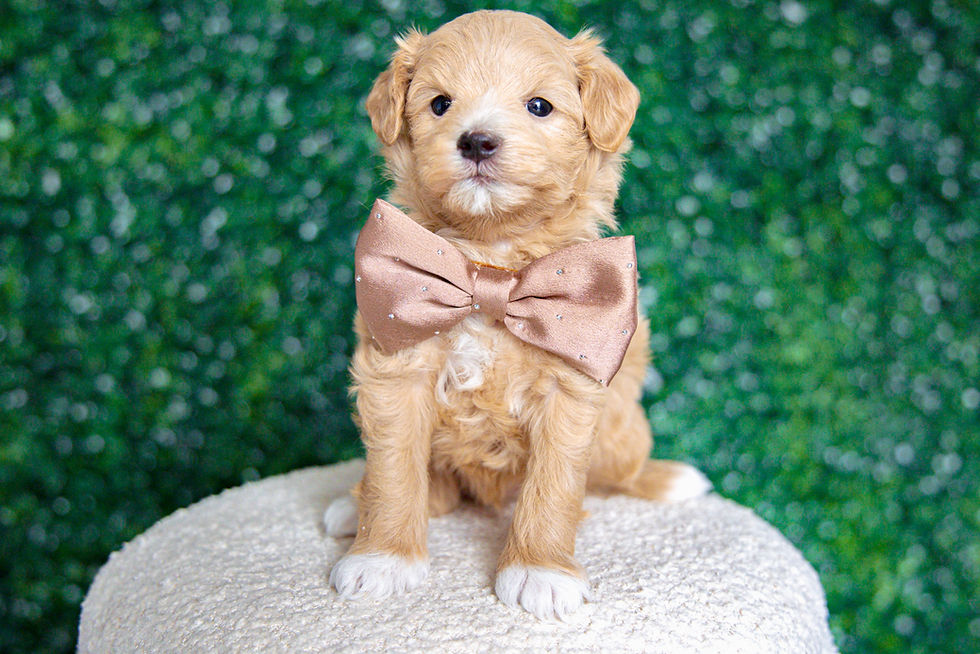 Thumbnail: Denny (Maltipoo) Adopted