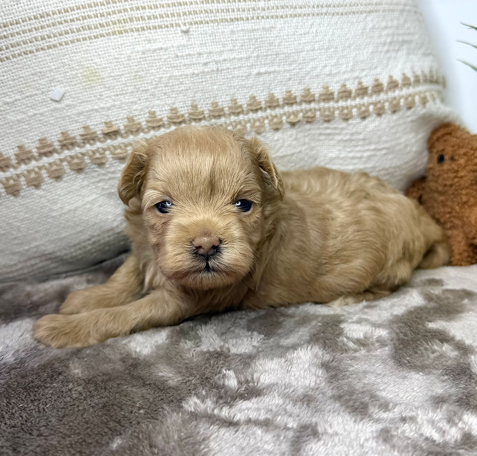 Thumbnail: Maggie (Maltipoo) Adopted by Michelle Constantine