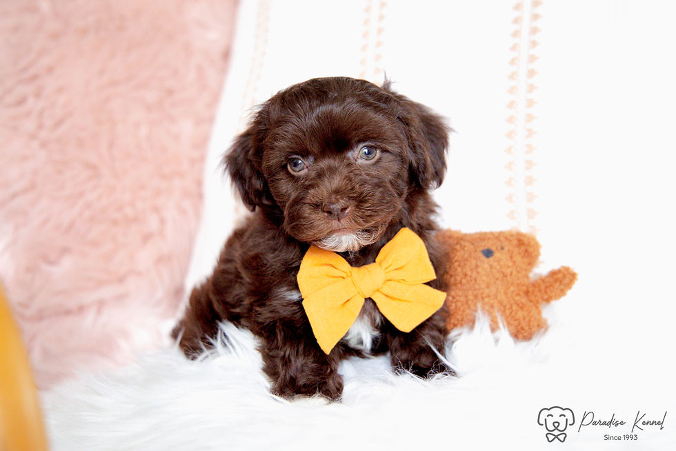 Thumbnail: Indigo (Havanese) Adopted by Jennifer Ramaglia