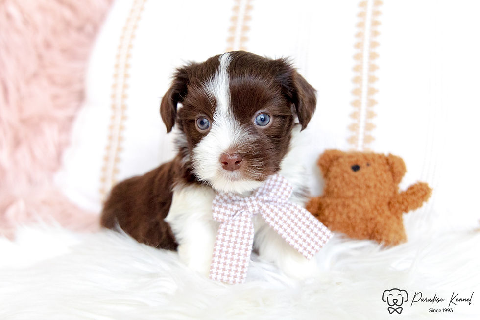 Thumbnail: Olivia (Havanese) Adopted by Stefanie Leskewich BC