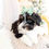 Thumbnail: Domino (Havanese) Adopted