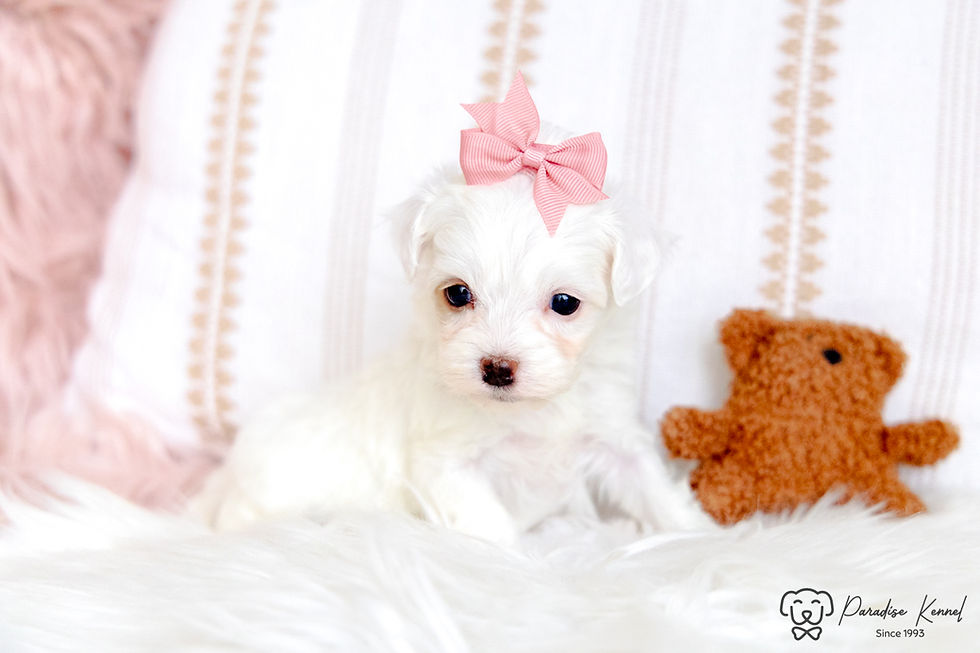 Thumbnail: Paige (Maltipoo) Adopted by Denise Nyborg NB
