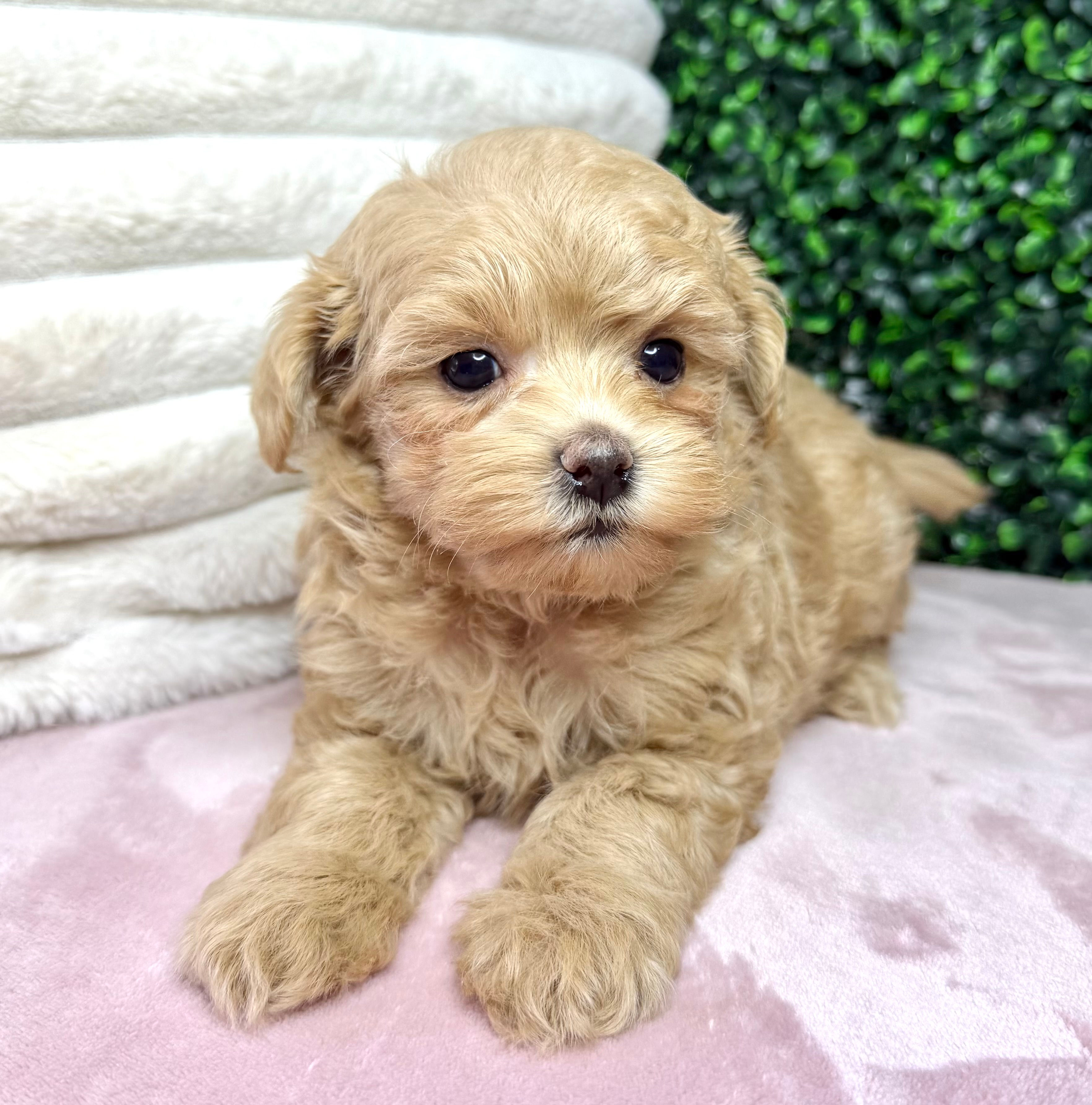 Maggie (Maltipoo) Adopted by Michelle Constantine