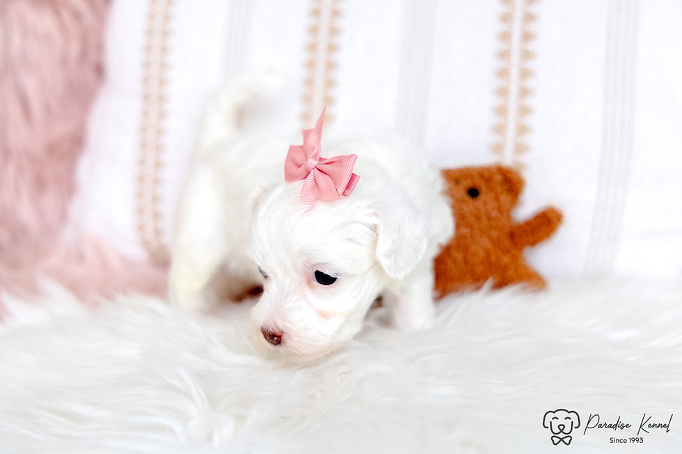 Thumbnail: Pixie (Maltipoo) Available
