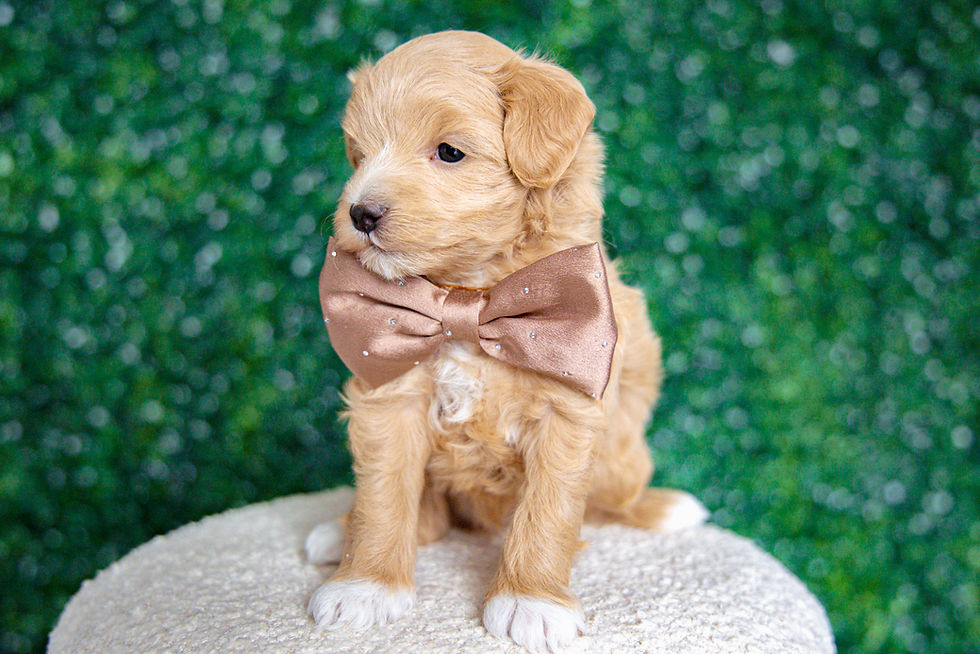 Thumbnail: Denny (Maltipoo) Adopted