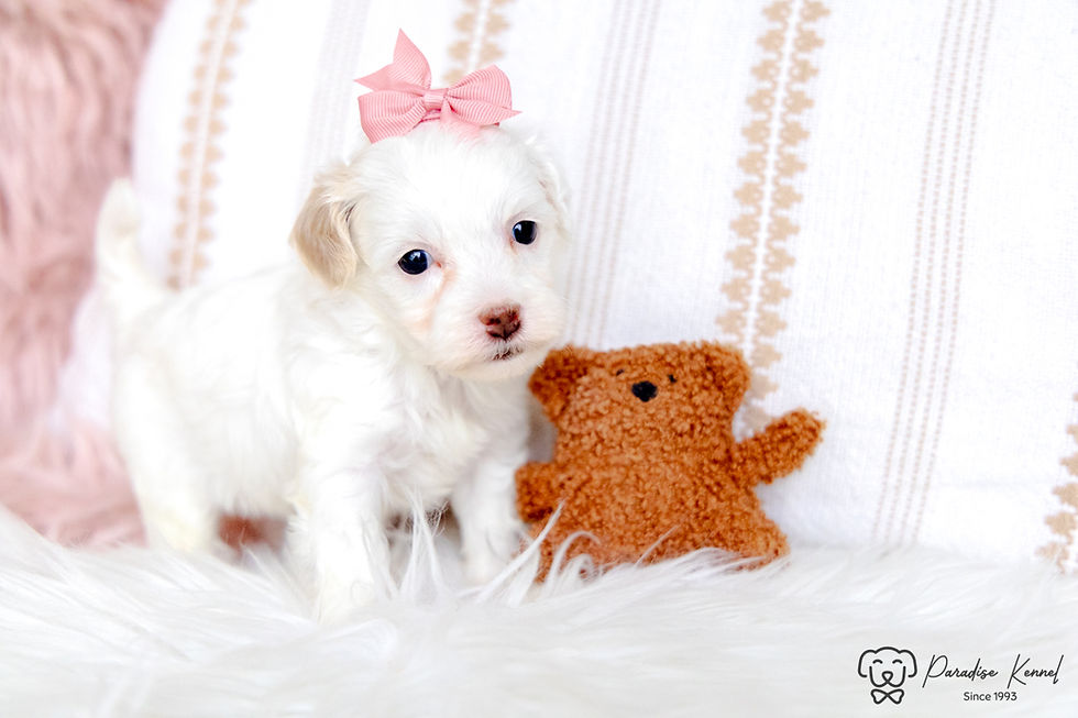 Thumbnail: Pixie (Maltipoo) Available