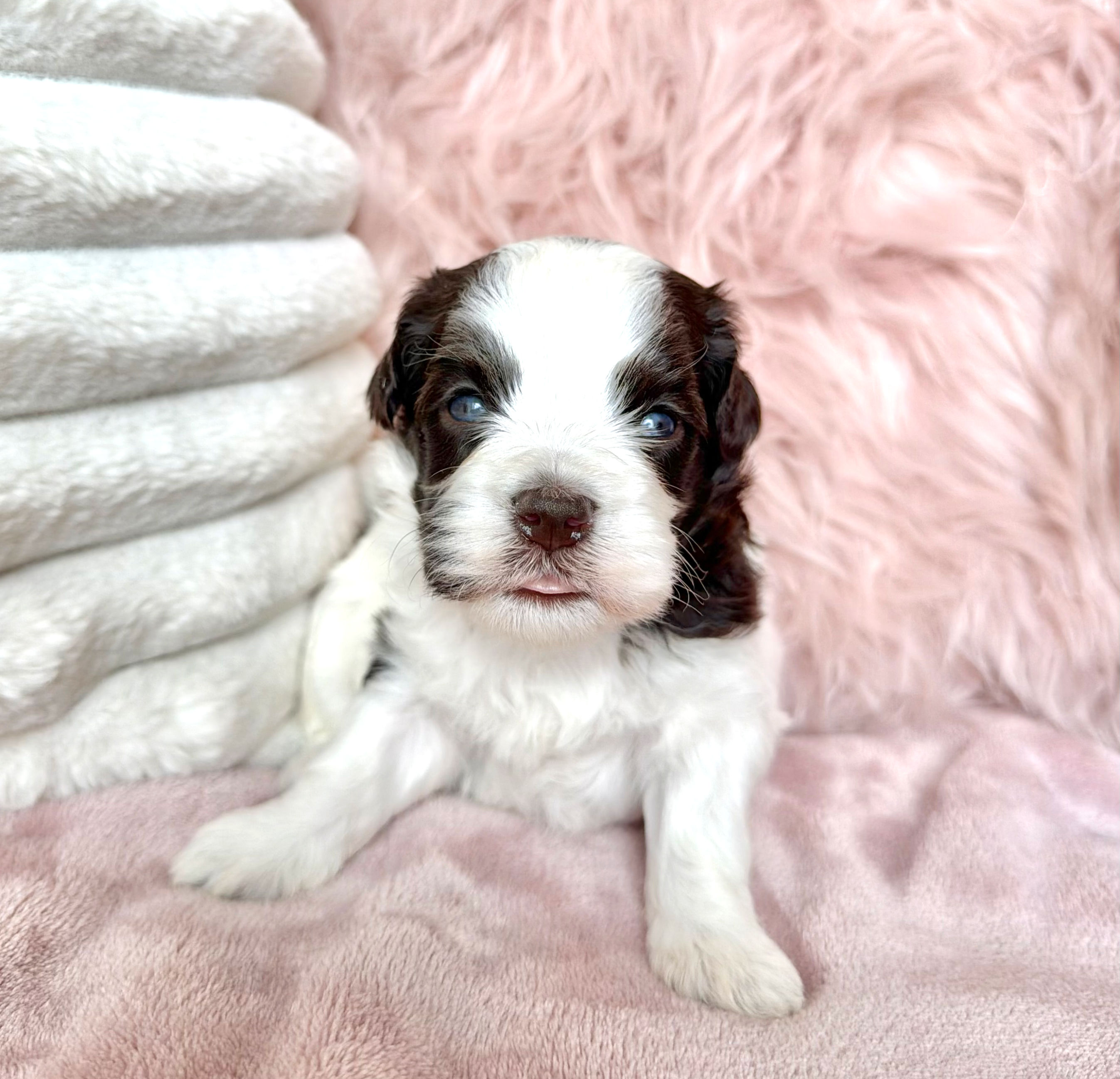 Dakota (Havanese) Available