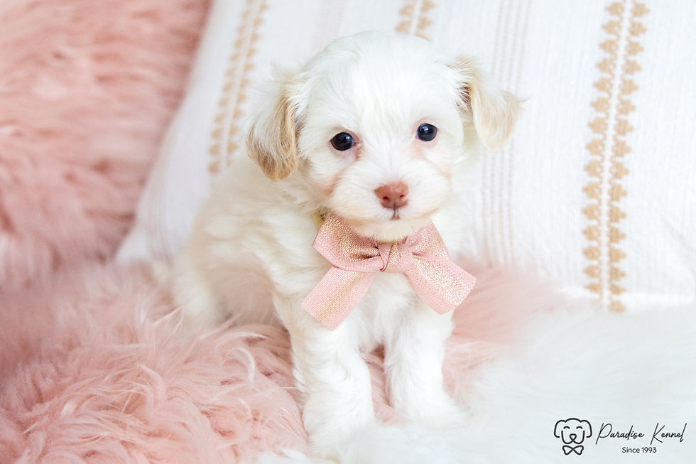 Thumbnail: Rachel (Maltipoo) Available