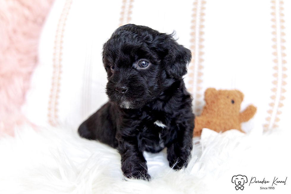 Thumbnail: Ozzy (Havanese) Adopted by Amanda Samson NL