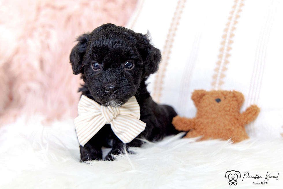 Thumbnail: Ozzy (Havanese) Adopted by Amanda Samson NL