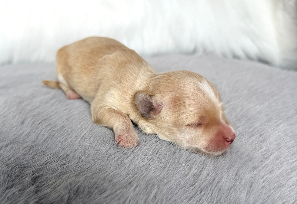 Thumbnail: Gemma (Maltipoo) Available