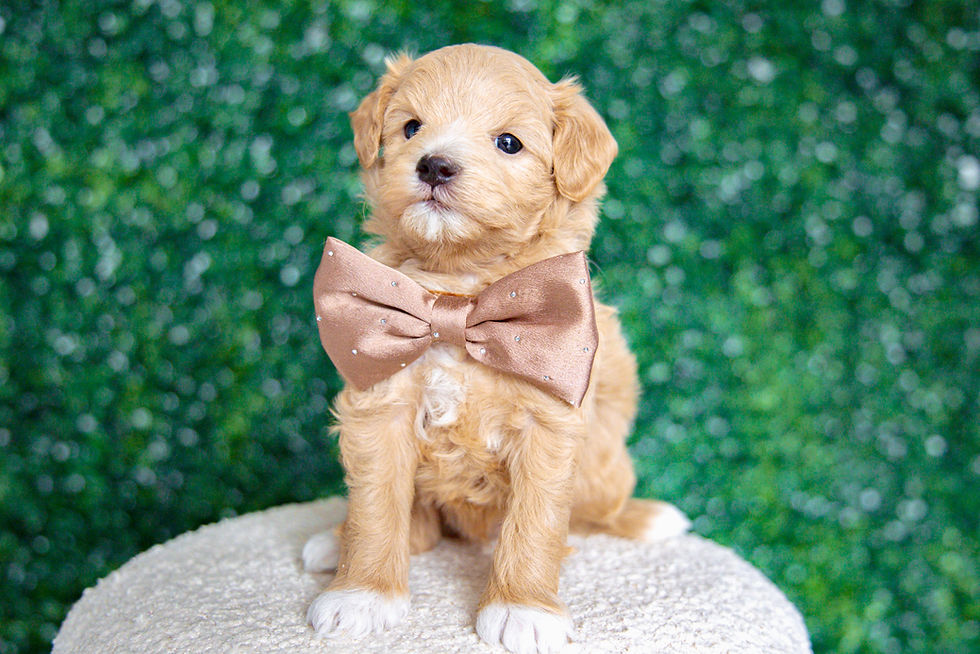 Thumbnail: Denny (Maltipoo) Adopted