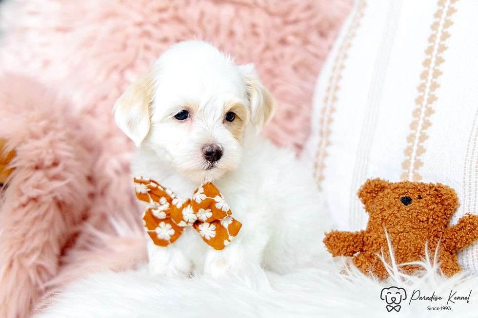 Thumbnail: Nina (Maltipoo) Adopted by Marie Bourque NS