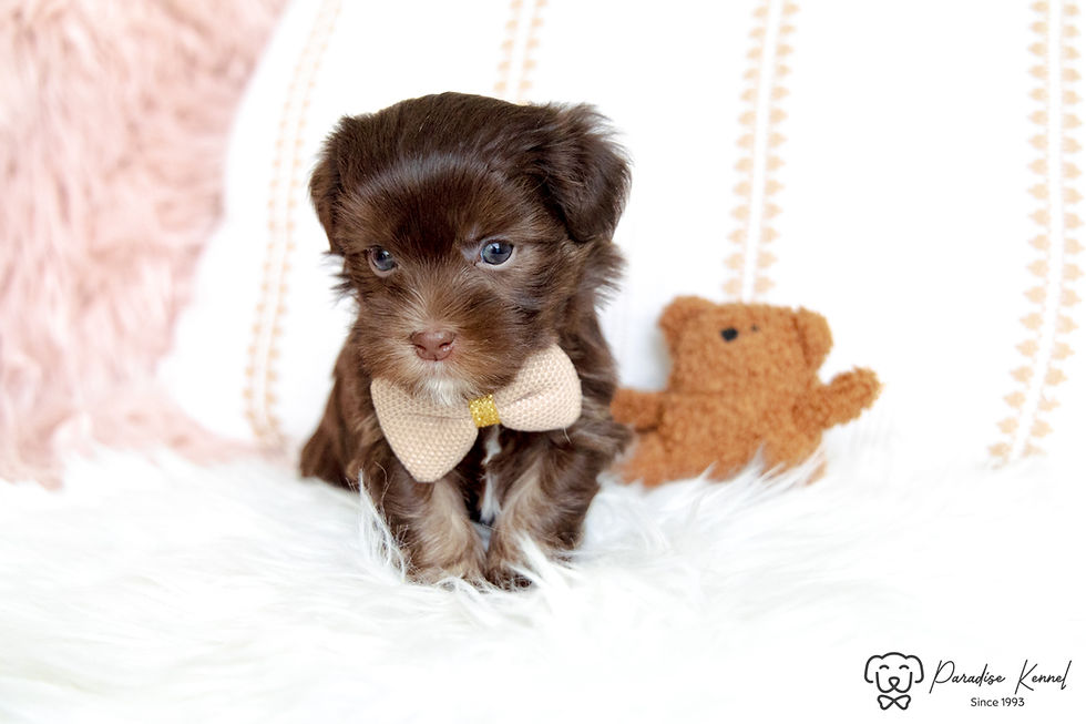 Thumbnail: Oliver (Havanese) Adopted by Anick Losier ON