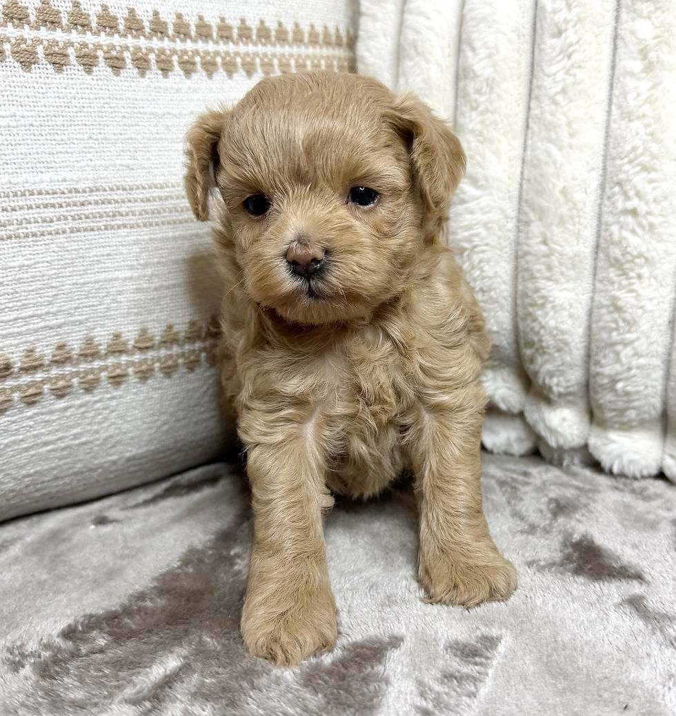 Thumbnail: Maggie (Maltipoo) Adopted by Michelle Constantine